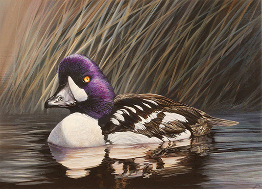 Goldeneye