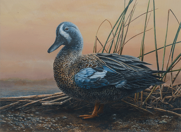Blue winged teal