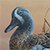 Blue-winged Teal