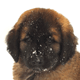 2010 Leonberger Calendar January