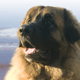 2010 Leonberger Calendar June