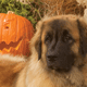 2010 Leonberger Calendar October