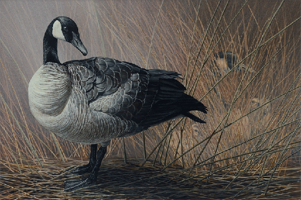 Canada Goose