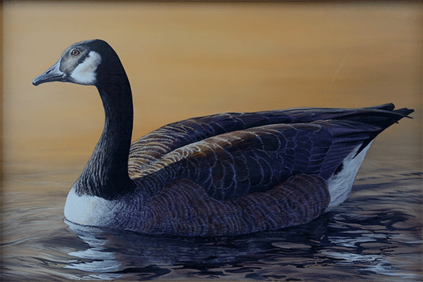 Canada Goose