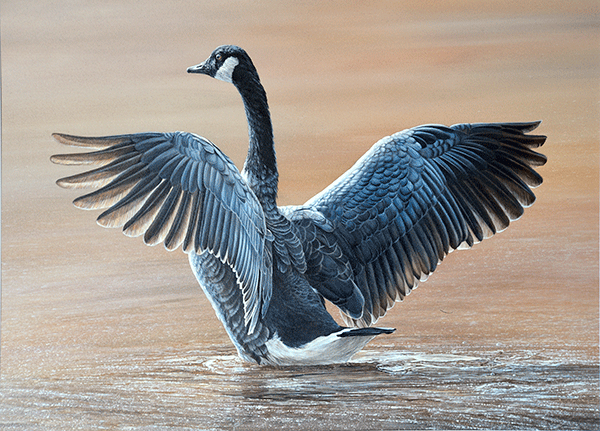 Canada Goose Flapping Wings