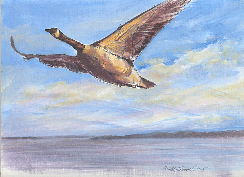 Canada Goose Over Mississippi River