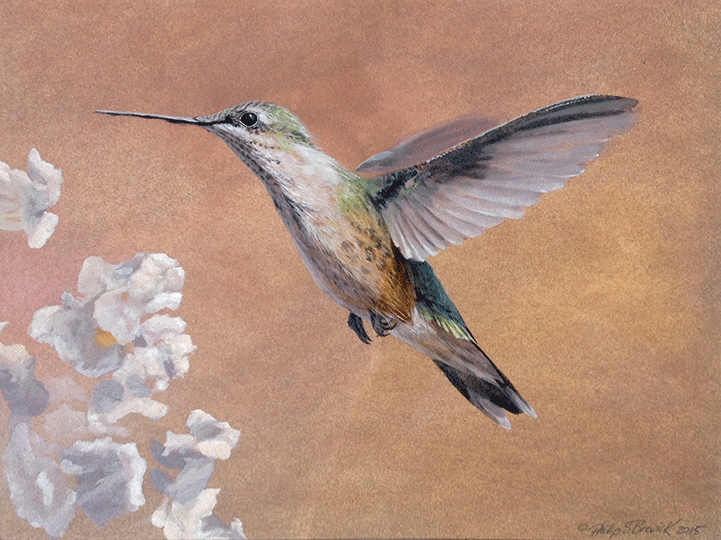 Catawba & Hummer