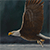 Eagle Silver Linnings