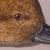gadwall nevada crop