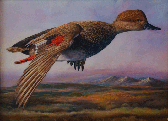 gadwall