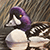 Goldeneye