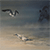 Gulls & Grizz Winner of the Roger Tory Peterson Award of Excellence in Art presented by John Seerey-Lester