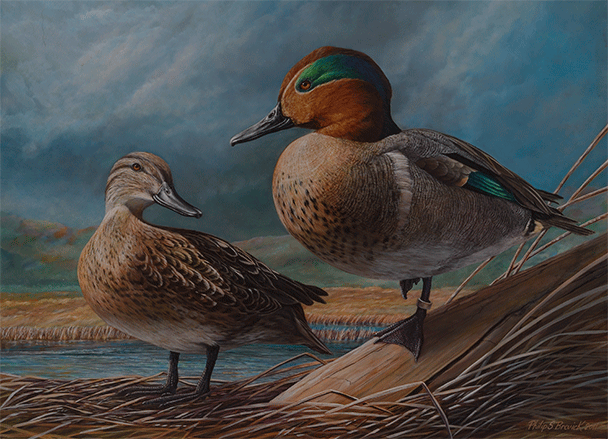 green-winged teal