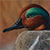 Green Winged Teal