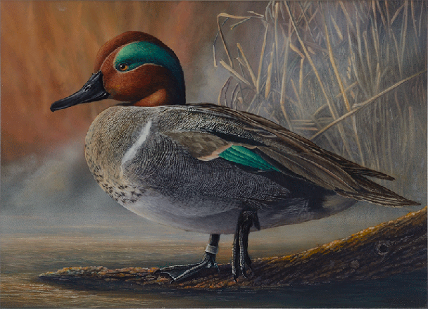 Green-winged Teal
