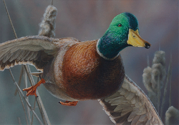 Mallard in Flight