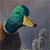 Mallard in Flight