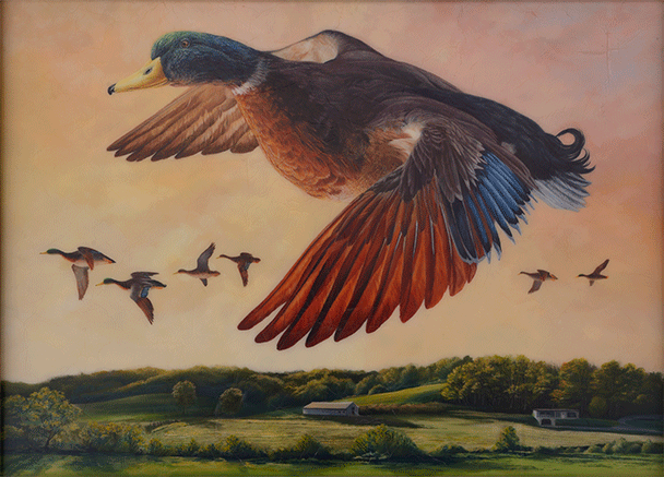 Mallard at Hauber Farm