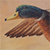 Mallard at Hauber Farm