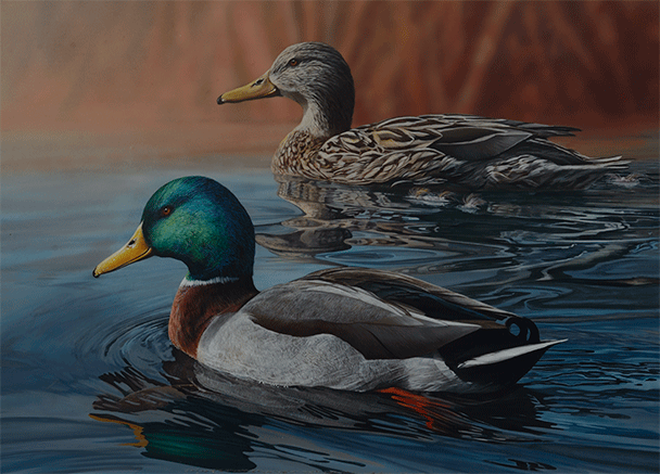 Mallard