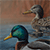 Mallards