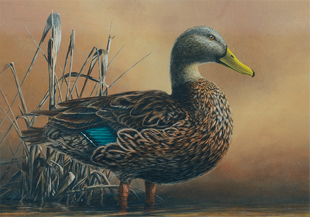 Mottled Duck