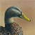 Mottled Duck