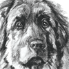 chewie_portrait_crop