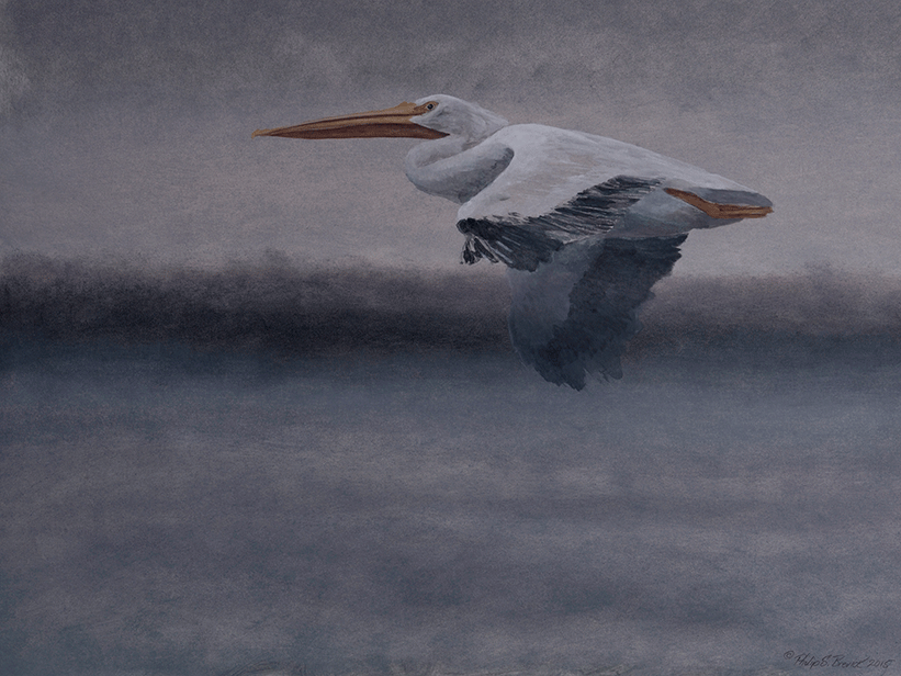 Shades of White • Pelican