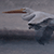 Shades of White • Pelican