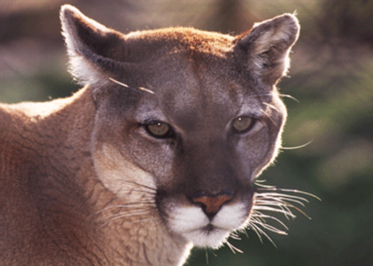 cougar
