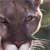 cougar crop