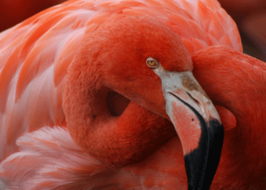 flamingo