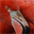 flamingo crop