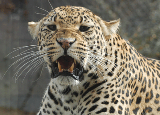 leopard