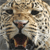 leopard crop