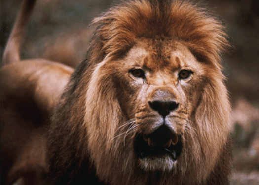 lion eminence