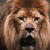 lion eminence crop