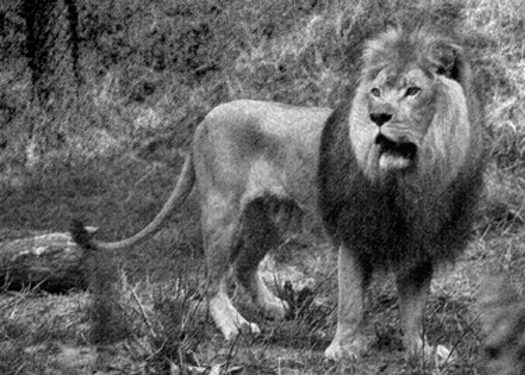 lion standing