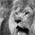 lion standing crop