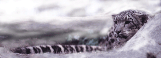 snow leopard lithograph