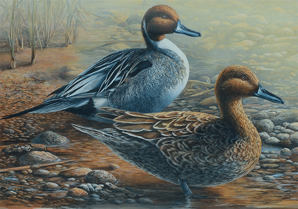 Northern Pintails