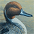 Northern Pintail