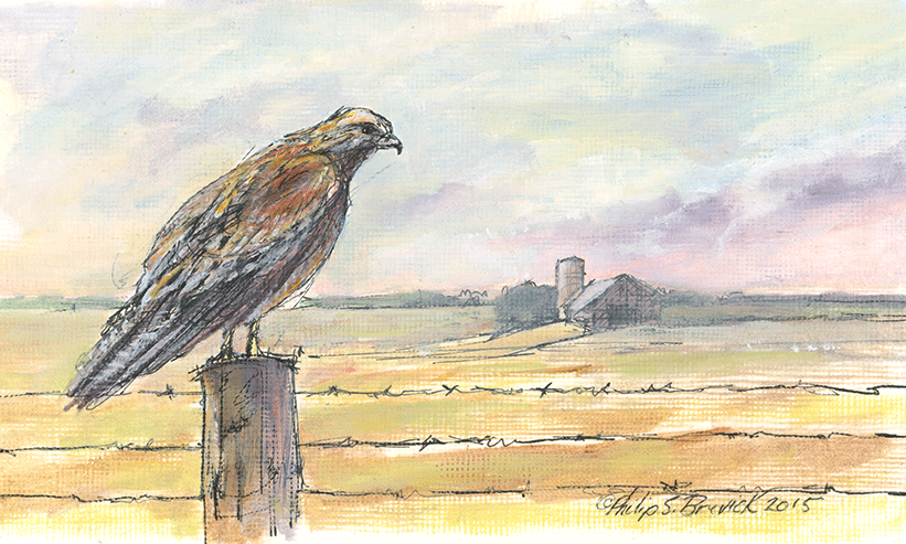 Red Shoulder Hawk on Fencepost