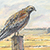 Red Shoulder Hawk on Fencepost