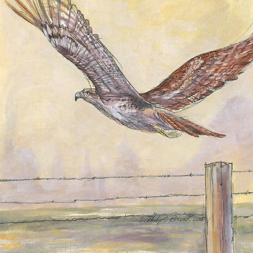 Red Tailed Hawk Flight Fencepost
