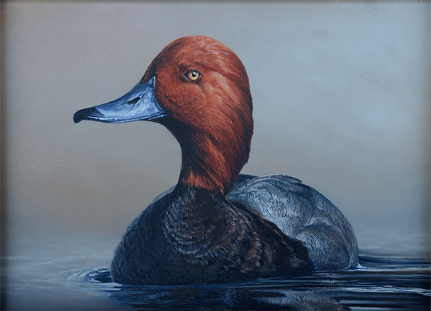 Redhead drake