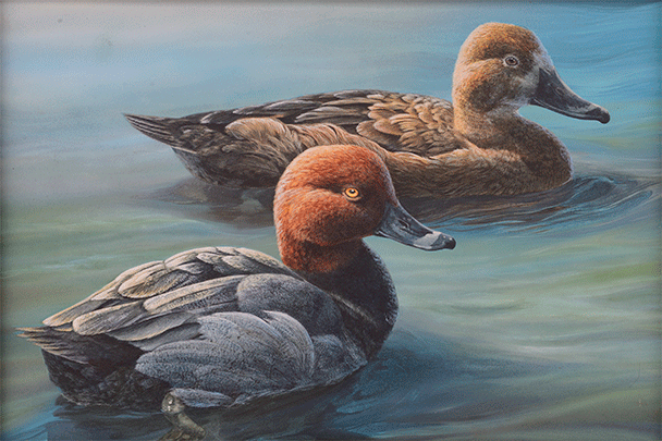 Redhead Duck