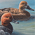 Redhead Ducks