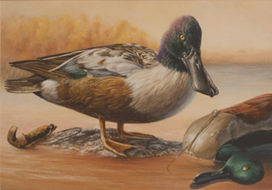 Northern Shoveler